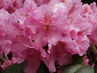 Rhododendron hybridum 'Scintilation' - pěnišník velkokvětý