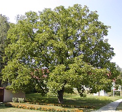 Juglans regia - ořešák královský