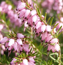 Erica carnea  - vřesovec pleťový