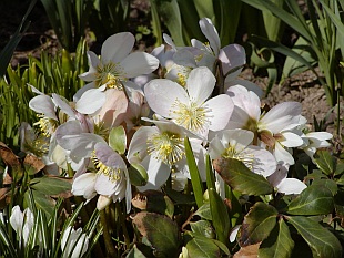 Helleborus niger - čemeřice černá