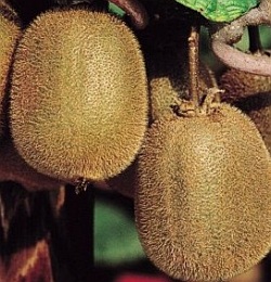 Actinidia deliciosa 'Jenny' - kiwi