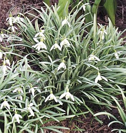 Galanthus nivalis - sněženka