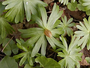 Eranthis hyemalis - talovín zimní
