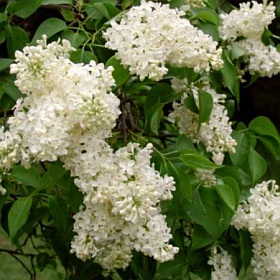 Syringa vulgaris 'Primrose' - šeřík obecný