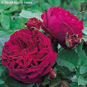 Rosa 'Falstaff Climbing' - climbing rose