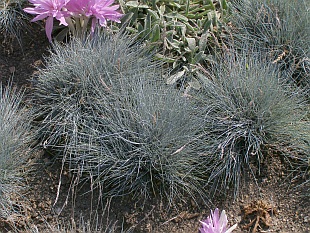 Festuca ovina - kostřava ovčí