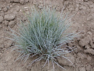 Festuca ovina - kostřava ovčí