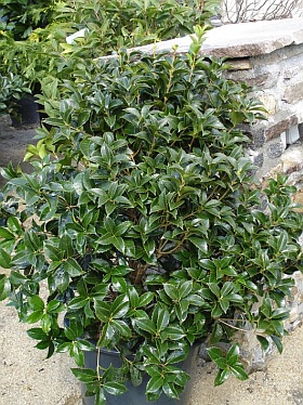 Osmanthus aquifolium - vonokvětka