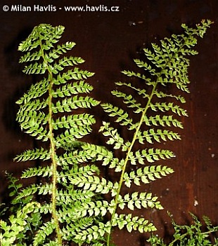 Polystichum setiferum 'Herrenhausen' - soft shield fern