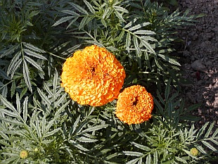 Tagetes erecta - aksamitník vzpřímený