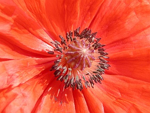 Papaver orientale - mák východní