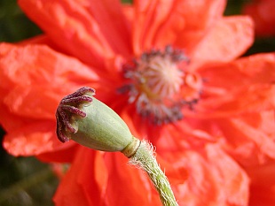 Papaver orientale - mák východní