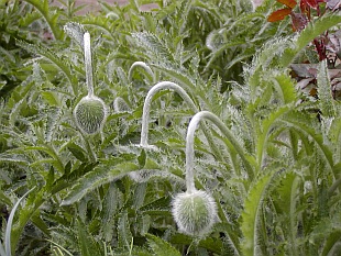 Papaver orientale - mák východní