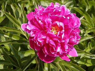 Paeonia lactiflora - pivoňka bělokvětá