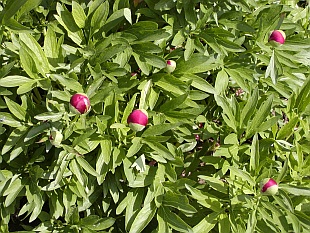 Paeonia lactiflora - pivoňka bělokvětá
