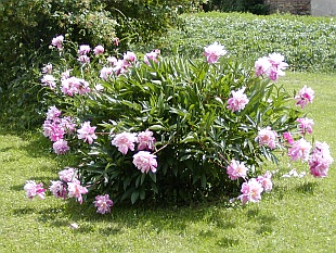 Paeonia lactiflora - pivoňka bělokvětá