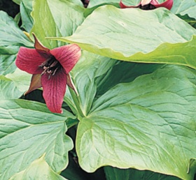 Trillium erectum - trojčetka vzpřímená (READERS DIGEST VÝBĚR)