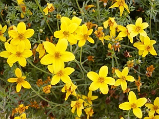 Bidens ferulifolia - dvouzubec prutolistý