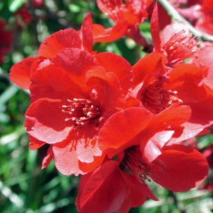 Chaenomeles speciosa 'Cardinalis' - kdoulovec lahvicovitý