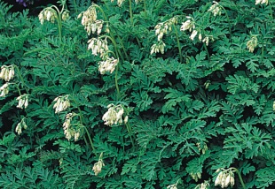 Dicentra 'Langtrees' - srdcovka (READERS DIGEST VÝBĚR)