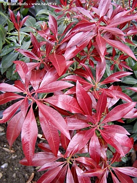 Pieris japonica 'Katsura' - pieris japonský