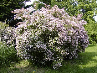 Kolkwitzia amabilis - kolkvície krásná