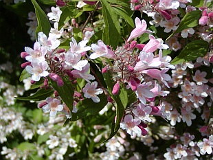 Kolkwitzia amabilis - kolkvície krásná