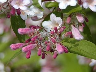 Kolkwitzia amabilis - kolkvície krásná