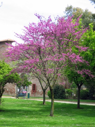 Cercis siliquastrum - zmarlika Jidášova