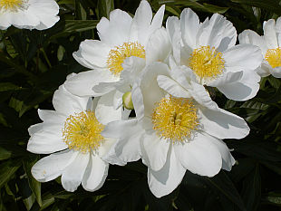 Paeonia lactiflora - pivoňka bělokvětá