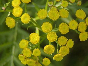 Tanacetum vulgare - vratič obecný