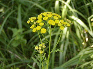 Tanacetum vulgare - vratič obecný
