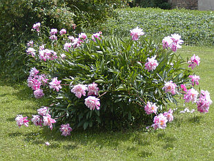 Paeonia - pivoňka