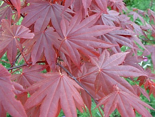 Acer palmatum 'Bloodgood' - javor dlanitolistý