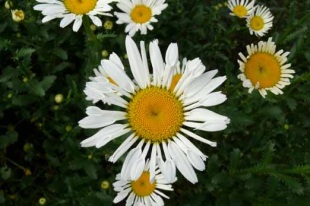 Leucanthemum 'Silver Spoon' - kopretina
