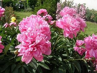 Paeonia - pivoňka