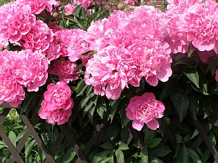 Paeonia - pivoňka