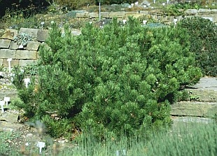Pinus mugo var. mughus - borovice kleč