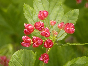 Physocarpus opulifolius - tavola kalinolistá