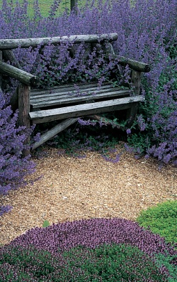 Vonné rostliny - zahradní lavička  je zcela  obklopena vonnou  levandulí (READERS DIGEST VÝBĚR)