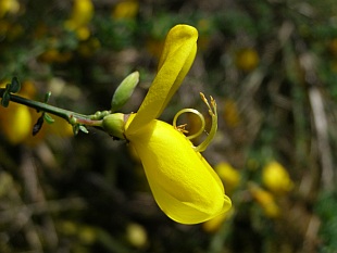 Cytisus scoparius - janovec metlatý