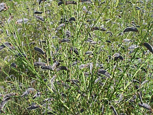 Cytisus scoparius - janovec metlatý