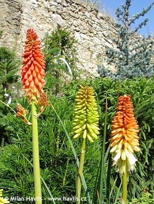 Kniphofia uvaria 'Flamenco' - mnohokvět hroznatý