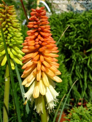 Kniphofia uvaria 'Flamenco' - mnohokvět hroznatý