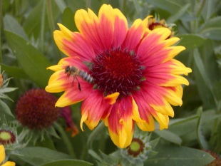 Gaillardia aristata 'Kobold' - kokarda osinatá