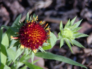 Gaillardia aristata 'Kobold' - kokarda osinatá