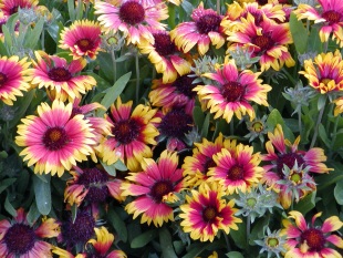 Gaillardia aristata 'Kobold' - kokarda osinatá