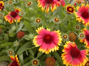 Gaillardia aristata 'Kobold' - kokarda osinatá