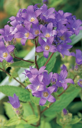 Campanula lactiflora 'Prichard’s Variety' - zvonek bělokvětý (READERS DIGEST VÝBĚR)