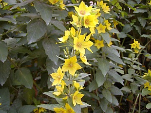 Lysimachia punctata - vrbina tečkovaná
